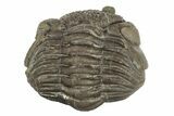 Wide, Folded Eldredgeops Trilobite Fossil - Ohio #188911-3